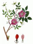 Шиповник коричный (майский) - Rosa cinnamomea Шиповник коричный (майский) - Rosa cinnamomea